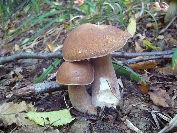 hríb dubový Boletus reticulatus Schaeff.