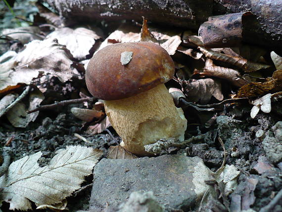 hríb dubový Boletus reticulatus Schaeff.