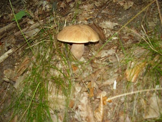 hríb dubový Boletus reticulatus Schaeff.