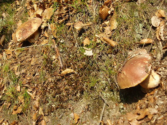 hríb dubový Boletus reticulatus Schaeff.