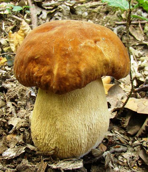 hríb dubový Boletus reticulatus Schaeff.