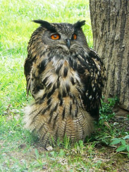 výr skalný Bubo bubo