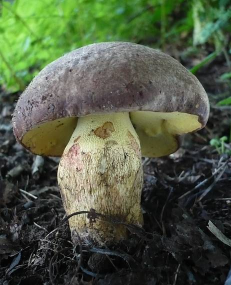 hríb nádherný  Butyriboletus fuscoroseus (Smotl.) Vizzini & Gelardi