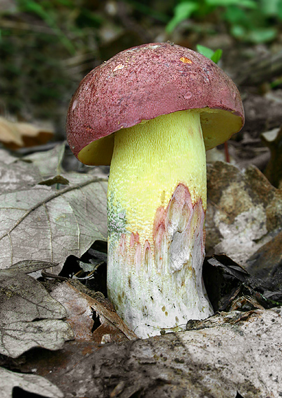 hríb nádherný Butyriboletus fuscoroseus (Smotl.) Vizzini & Gelardi