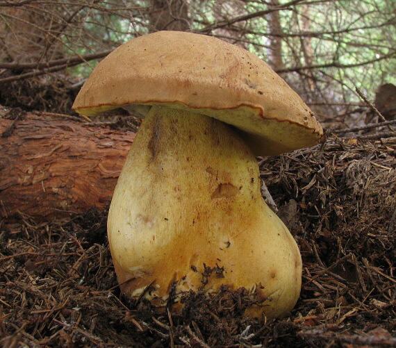 hríb horský Butyriboletus subappendiculatus (Dermek, Lazebn. & J. Veselský) D. Arora & J.L. Frank