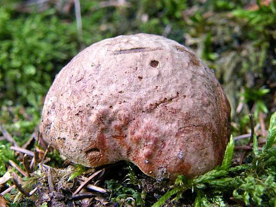 hríb horský Butyriboletus subappendiculatus (Dermek, Lazebn. & J. Veselský) D. Arora & J.L. Frank