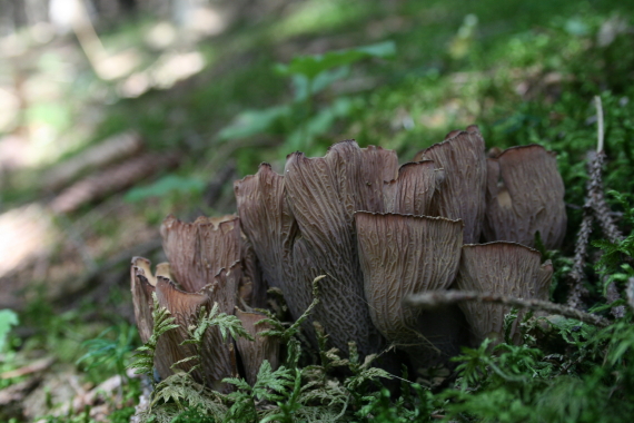 lievikovec kyjakovitý Gomphus clavatus (Pers.) Gray