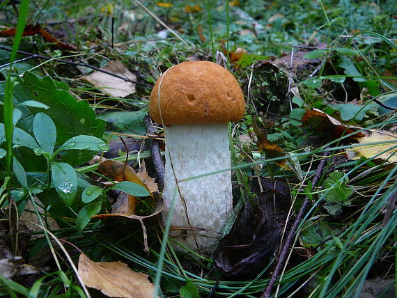 kozák osikový Leccinum albostipitatum den Bakker & Noordel.