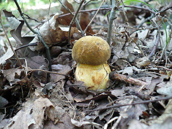 hríb zrnitohlúbikový odfarbený Neoboletus xanthopus (Quél.) Krieglst.