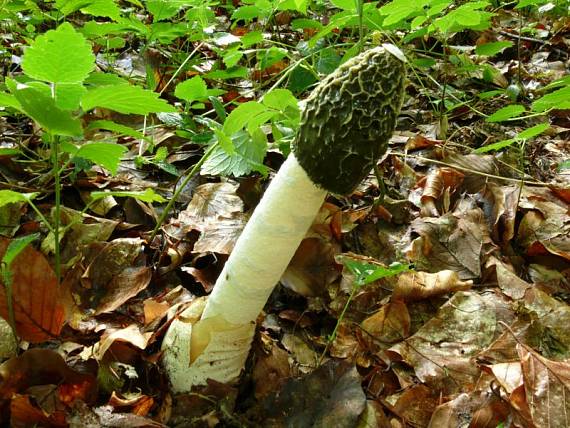 hadovka smrdutá - Hadovka smradľavá Phallus impudicus  L.