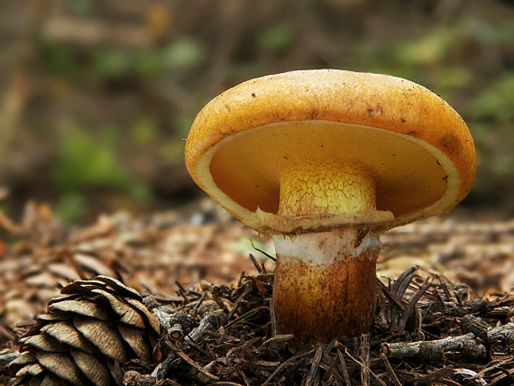 masliak smrekovcový Suillus grevillei (Klotzsch) Singer