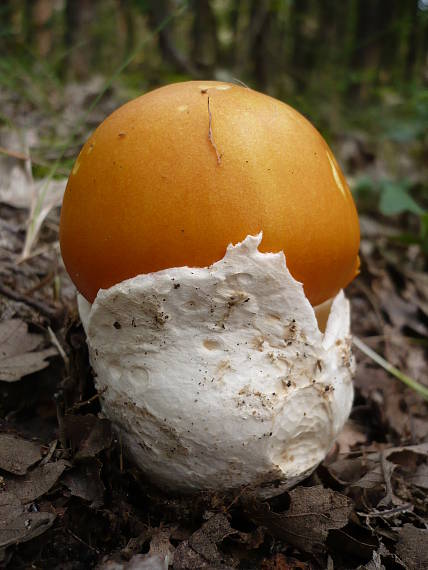 muchotrávka cisárska  Amanita caesarea (Scop.) Pers.