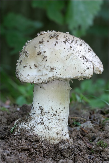 muchotrávka ostnatá Amanita echinocephala (Vittad.) Quél.