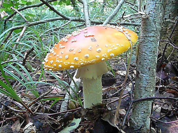 muchotrávka červená Amanita muscaria (L.) Lam.