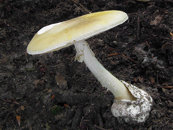 muchotrávka Amanita sp.