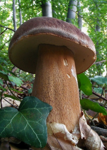 hríb bronzový Boletus aereus Bull. ex Fr.