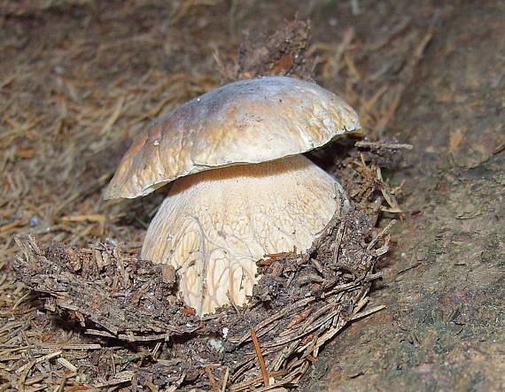 hríb smrekový Boletus edulis Bull.