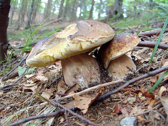 hríb smrekový Boletus edulis Bull.