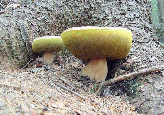 hríb smrekový Boletus edulis Bull.