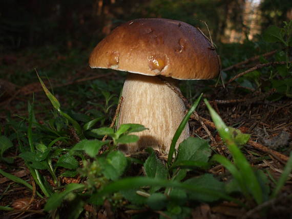 hríb smrekový Boletus edulis Bull.