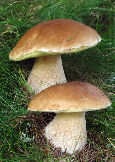 hríb smrekový Boletus edulis Bull.