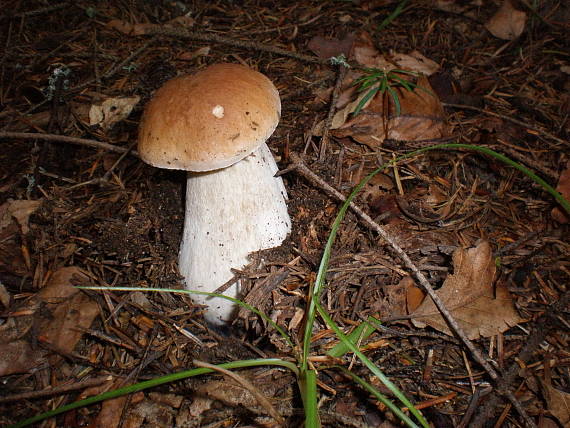 hríb smrekový Boletus edulis Bull.