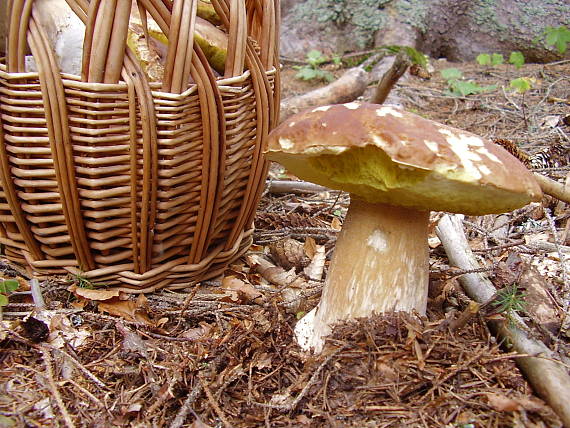 hríb smrekový Boletus edulis Bull.