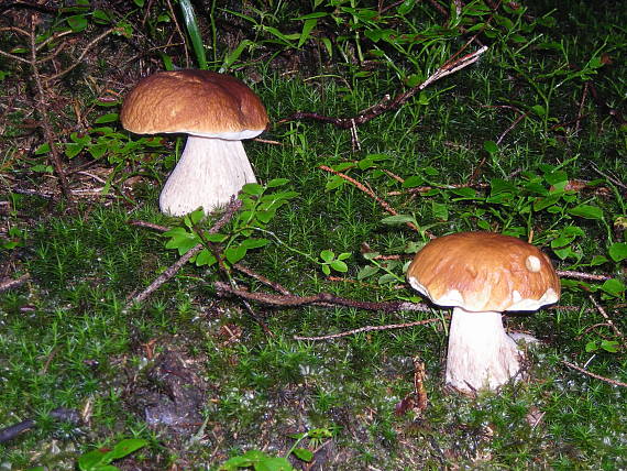 bratia Boletus edulis Bull.