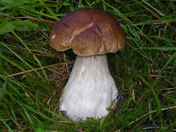 hríb v tráve Boletus edulis Bull.