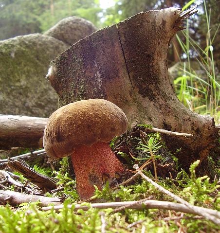 hríb zrnitohlúbikový Boletus erythropus