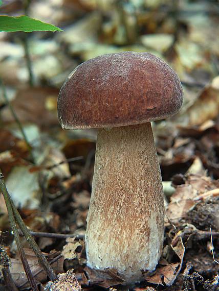 hríb dubový Boletus reticulatus Schaeff.