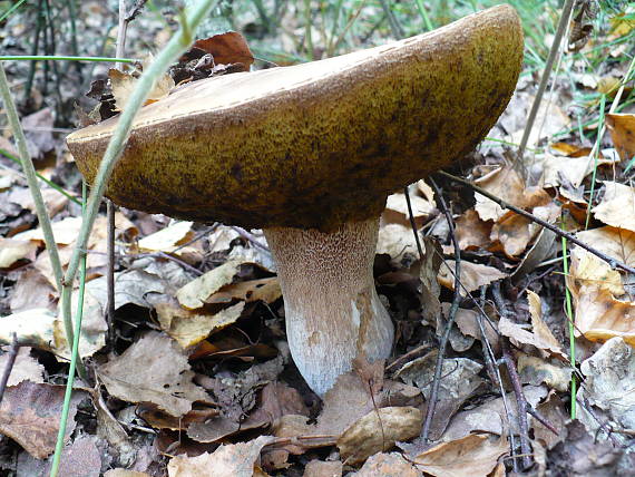 hríb dubový Boletus reticulatus Schaeff.