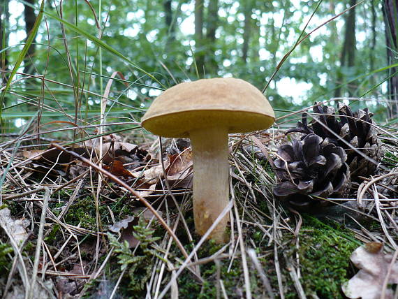 suchohríb plstnatý Boletus subtomentosus L.