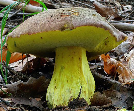 hríb príveskatý Butyriboletus appendiculatus (Schaeff. ex Fr.) Secr.