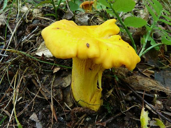 liška obecná - Kuriatko jedlé Cantharellus cibarius var. cibarius  (Fr.) QuÃ©l. 1888