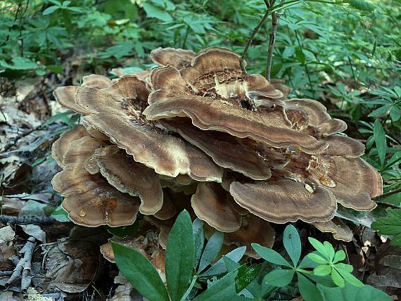 trsovnica lupeňovitá Grifola frondosa (Dicks.) Gray