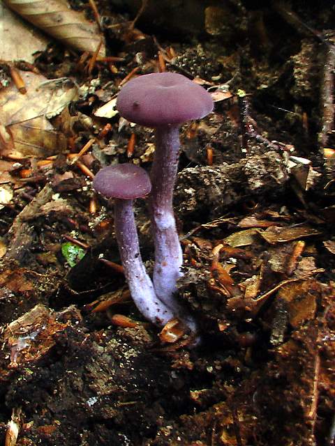 lakovka ametystová  Laccaria amethystina (Huds.) Cooke