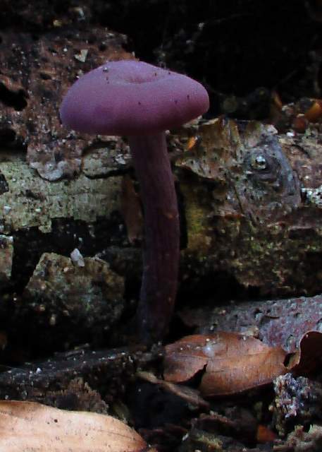 lakovka ametystová  Laccaria amethystina (Huds.) Cooke