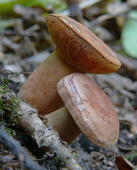 rýdzik Laktarius sp.