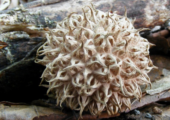 prašnica pichliačová Lycoperdon echinatum Pers.