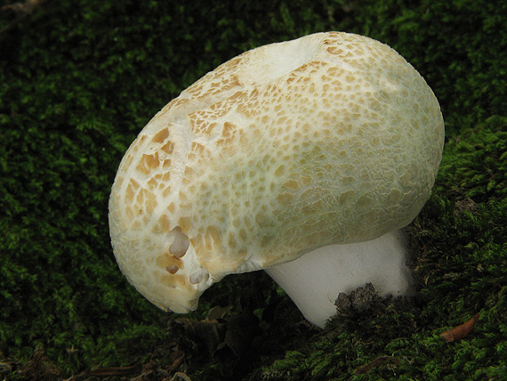 plávka zelenkastá Russula virescens (Schaeff.) Fr.