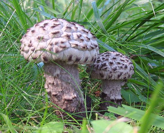 šiškovec šupinatý Strobilomyces strobilaceus (Scop.) Berk.