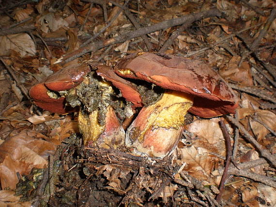 hríb zrnitohlúbikový Sutorius luridiformis (Rostk.) G. Wu & Zhu L. Yang