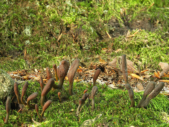 žezlovka srnková Tolypocladium ophioglossoides (J.F. Gmel.) Quandt, Kepler & Spatafora