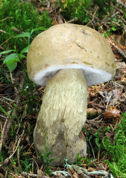 podhríb žlčový Tylopilus felleus (Bull.) P. Karst.