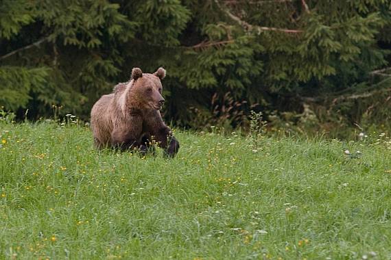 medveď hnedý Ursus arctos