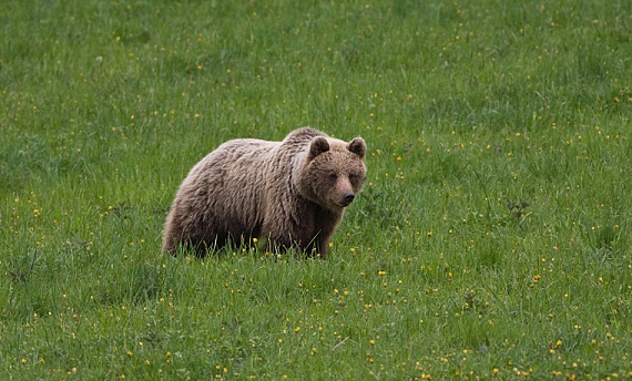 medveď hnedý Ursus arctos