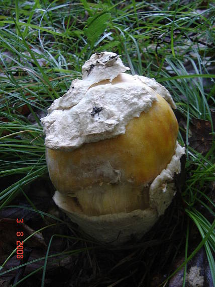 muchotrávka cisárska Amanita caesarea (Scop.) Pers.