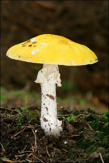 muchotrávka slamovožltá Amanita gemmata (Fr.) Bertill.