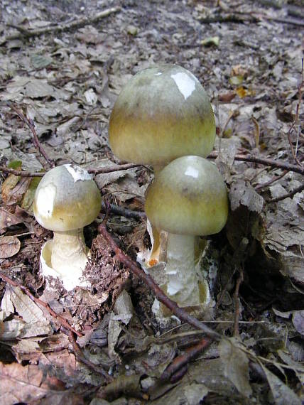 muchotrávka zelená Amanita phalloides (Vaill. ex Fr.) Link